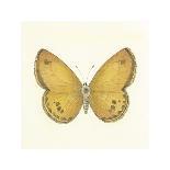 Butterfly VII-Sophie Golaz-Premium Giclee Print