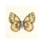 Summer Butterfly II-Sophie Golaz-Giclee Print