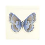 Summer Butterfly II-Sophie Golaz-Giclee Print