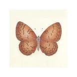 Summer Butterfly IV-Sophie Golaz-Giclee Print