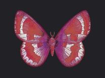 Summer Butterfly III-Sophie Golaz-Giclee Print