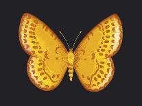 Summer Butterfly V-Sophie Golaz-Giclee Print