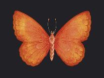 Summer Butterfly III-Sophie Golaz-Framed Giclee Print