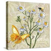 Sophisticated Elegant Herbs Spices Chamomile Daisy-Megan Aroon Duncanson-Stretched Canvas