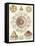 Sophisticated Sealife II-Ernst Haeckel-Framed Stretched Canvas