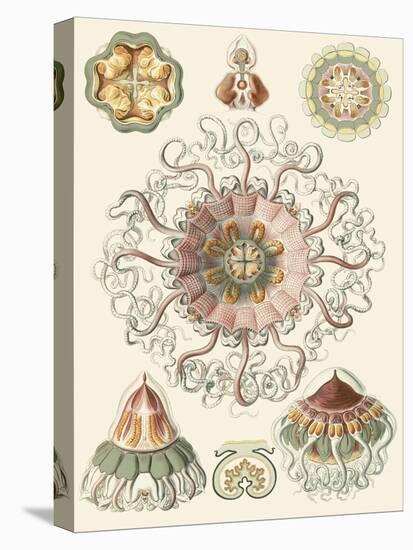 Sophisticated Sealife II-Ernst Haeckel-Stretched Canvas