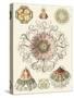 Sophisticated Sealife II-Ernst Haeckel-Stretched Canvas