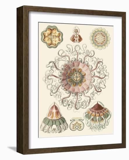 Sophisticated Sealife II-Ernst Haeckel-Framed Art Print