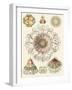 Sophisticated Sealife II-Ernst Haeckel-Framed Art Print