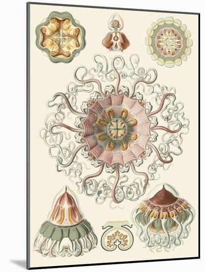 Sophisticated Sealife II-Ernst Haeckel-Mounted Art Print