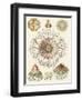 Sophisticated Sealife II-Ernst Haeckel-Framed Art Print