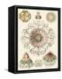 Sophisticated Sealife II-Ernst Haeckel-Framed Stretched Canvas