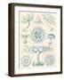 Sophisticated Sealife III-Ernst Haeckel-Framed Art Print