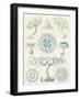 Sophisticated Sealife III-Ernst Haeckel-Framed Art Print