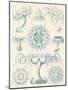 Sophisticated Sealife III-Ernst Haeckel-Mounted Art Print