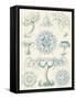 Sophisticated Sealife III-Ernst Haeckel-Framed Stretched Canvas
