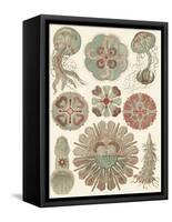 Sophisticated Sealife IV-Ernst Haeckel-Framed Stretched Canvas