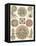 Sophisticated Sealife IV-Ernst Haeckel-Framed Stretched Canvas