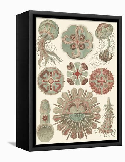 Sophisticated Sealife IV-Ernst Haeckel-Framed Stretched Canvas