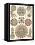 Sophisticated Sealife IV-Ernst Haeckel-Framed Stretched Canvas