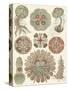 Sophisticated Sealife IV-Ernst Haeckel-Stretched Canvas