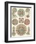 Sophisticated Sealife IV-Ernst Haeckel-Framed Art Print