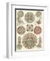 Sophisticated Sealife IV-Ernst Haeckel-Framed Art Print