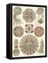 Sophisticated Sealife IV-Ernst Haeckel-Framed Stretched Canvas