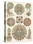 Sophisticated Sealife IV-Ernst Haeckel-Stretched Canvas