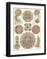 Sophisticated Sealife IV-Ernst Haeckel-Framed Art Print