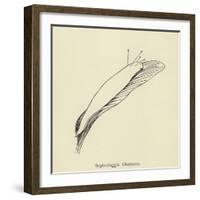 Sophtsluggia Glutinosa-Edward Lear-Framed Giclee Print