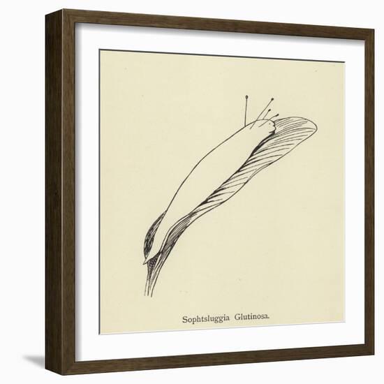 Sophtsluggia Glutinosa-Edward Lear-Framed Giclee Print