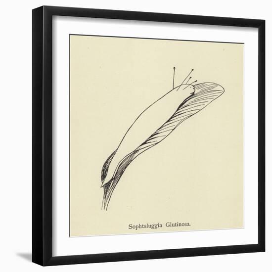 Sophtsluggia Glutinosa-Edward Lear-Framed Giclee Print