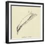 Sophtsluggia Glutinosa-Edward Lear-Framed Giclee Print