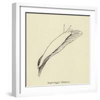 Sophtsluggia Glutinosa-Edward Lear-Framed Giclee Print