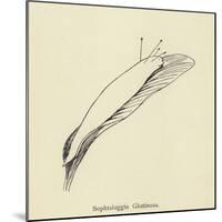 Sophtsluggia Glutinosa-Edward Lear-Mounted Giclee Print