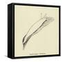 Sophtsluggia Glutinosa-Edward Lear-Framed Stretched Canvas