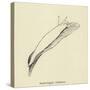 Sophtsluggia Glutinosa-Edward Lear-Stretched Canvas
