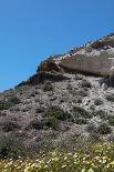 Grassland on Santorini Island-sophysweden-Photographic Print