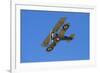 Sopwith Camel, WWI Fighter Plane, War Plane-David Wall-Framed Photographic Print