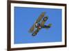 Sopwith Camel, WWI Fighter Plane, War Plane-David Wall-Framed Photographic Print