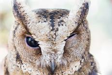 Close up of an Owl-Sorapop-Photographic Print