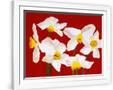 Gramercy White