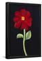 Essential Black