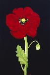 Red Poppy-Soraya Chemaly-Giclee Print