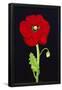 Essential Black