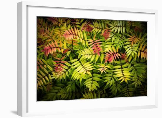 Sorbaire Pink Hopi-Philippe Sainte-Laudy-Framed Photographic Print