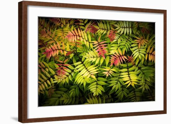 Sorbaire Pink Hopi-Philippe Sainte-Laudy-Framed Photographic Print