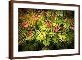Sorbaire Pink Hopi-Philippe Sainte-Laudy-Framed Photographic Print