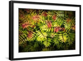 Sorbaire Pink Hopi-Philippe Sainte-Laudy-Framed Photographic Print